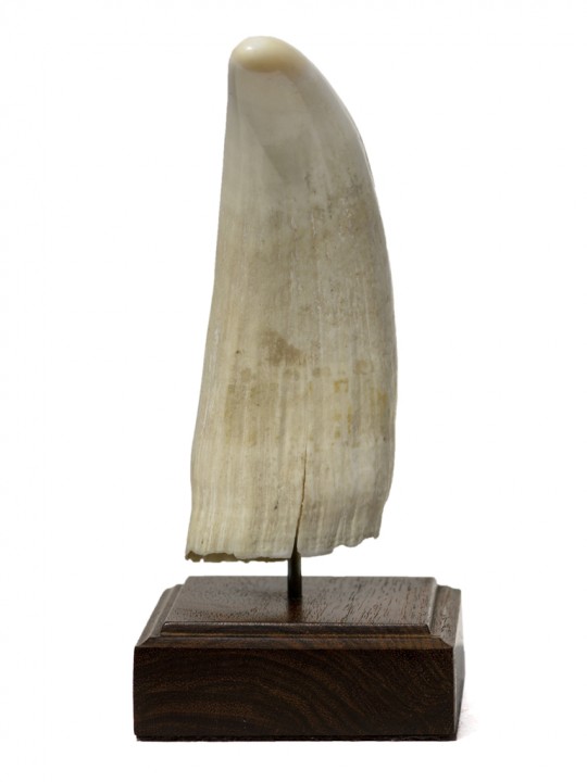 Flying Cloud at Sea - Image 5