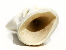 Whale’s Tooth Carving – Rose & Carnation - Image 2