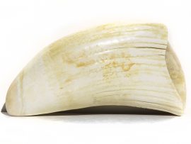 Whale’s Tooth Carving – Goldfish - Image 3