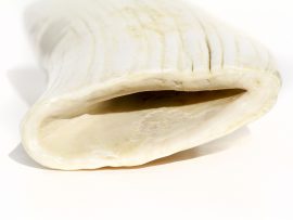 Whale’s Tooth Carving – Goldfish - Image 6