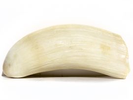Whale’s Tooth Carving – Polar Bear - Image 5