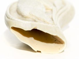 Whale’s Tooth Carving – Polar Bear - Image 10