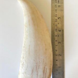 Whale's tooth
