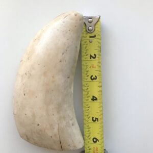 Whale's tooth