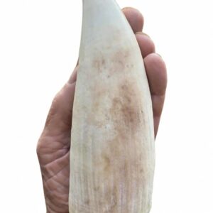 Whale's tooth