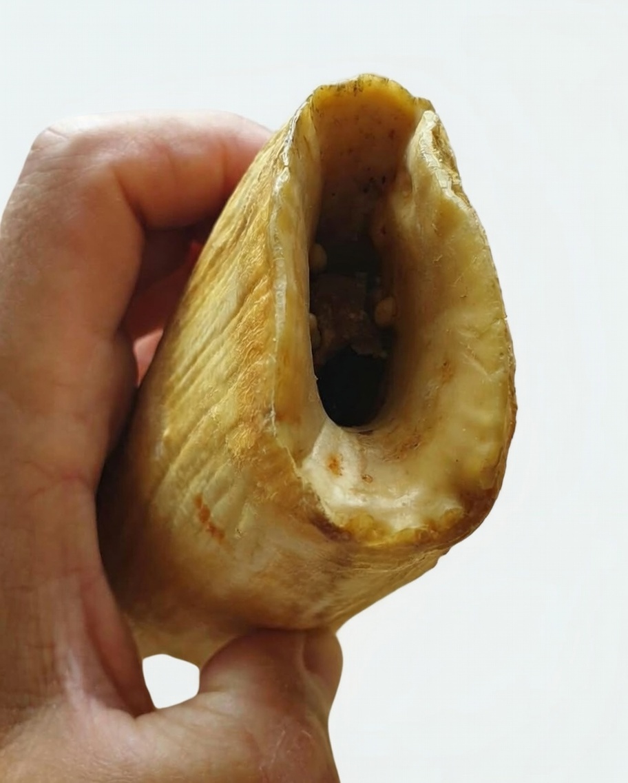 Whale's tooth - Image 2