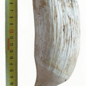Whale's tooth