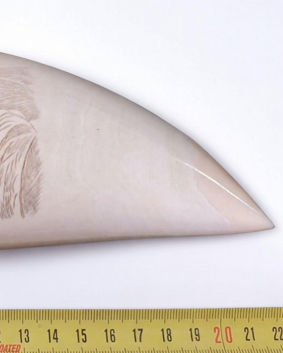 Scrimshaw - Image 4