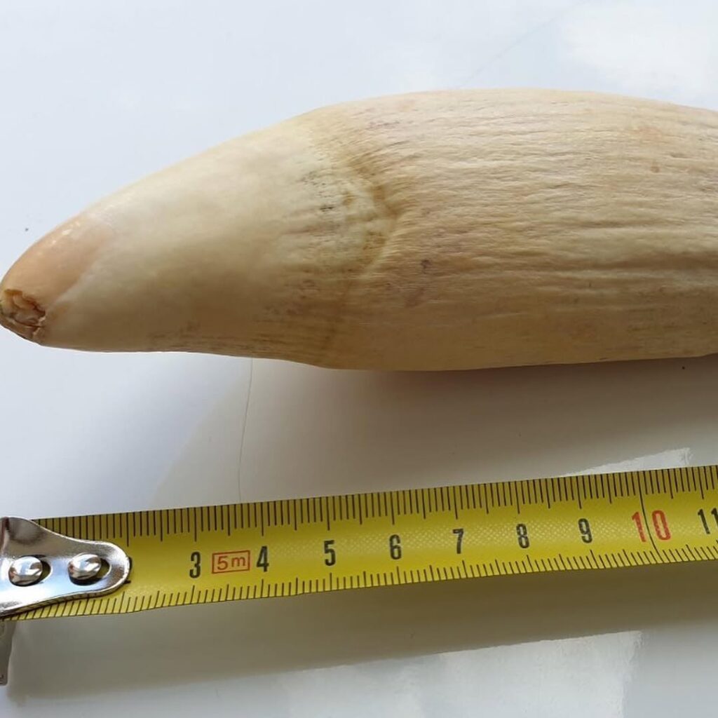 Whales Tooth For Sale Online Australia