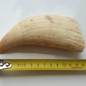 Whale's tooth